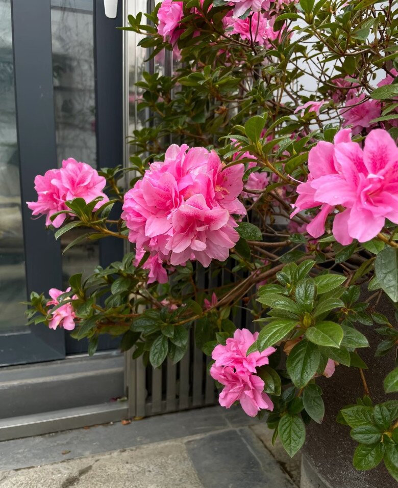 Đây là “vương giả” trong giới cây cảnh trồng chậu, hoa rực rỡ, dễ chăm, nở tới 300 ngày mỗi năm - 6