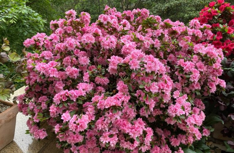 Đây là “vương giả” trong giới cây cảnh trồng chậu, hoa rực rỡ, dễ chăm, nở tới 300 ngày mỗi năm - 2