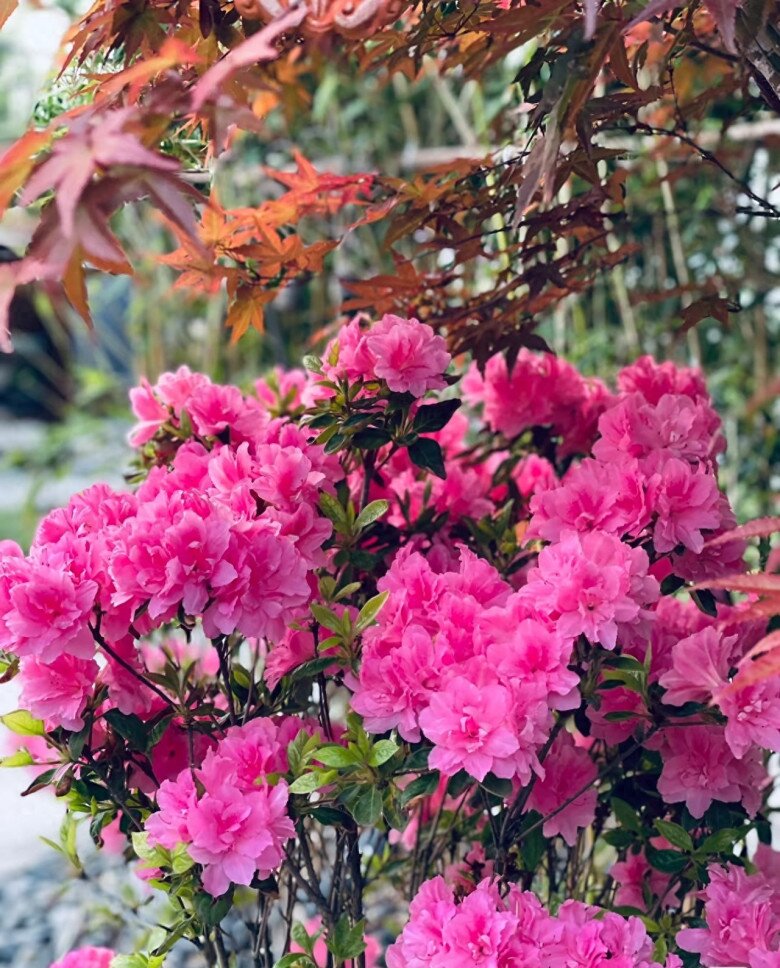 Đây là “vương giả” trong giới cây cảnh trồng chậu, hoa rực rỡ, dễ chăm, nở tới 300 ngày mỗi năm - 9