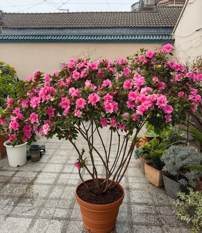 Đây là “vương giả” trong giới cây cảnh trồng chậu, hoa rực rỡ, dễ chăm, nở tới 300 ngày mỗi năm - 8