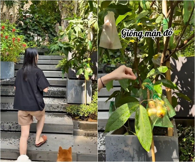 Diệp Bảo Ngọc amp;#34;đau lòngamp;#34; vì cứ sáng ra mận rụng hàng rổ dù chưa chín, cầu cứu bí quyết từ cư dân mạng - 8