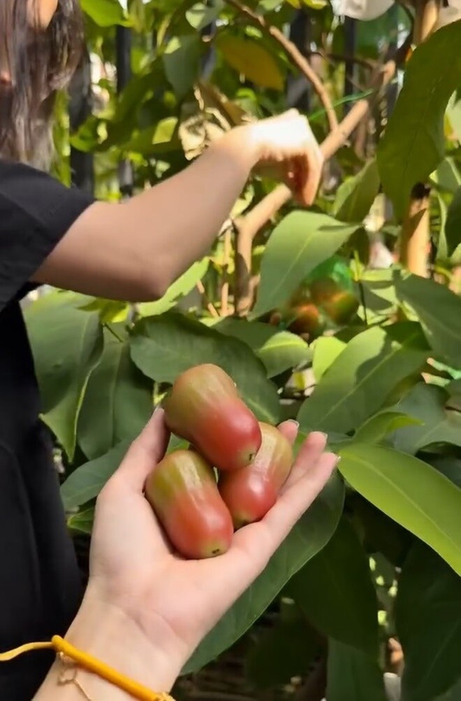 Một số lời khuyên thực tế đã được gửi đến Diệp Bảo Ngọc rằng nên bổ sung dinh dưỡng cho cây. Có người tư vấn cô nên sử dụng vỏ trứng gà xay nhuyễn kết hợp với phân dơi để bón gốc.