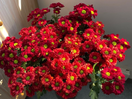 Nhà đẹp - Loại hoa cực hợp không khí Tết Nguyên đán, vừa đẹp rực rỡ vừa may mắn, nở bền suốt nhiều tháng