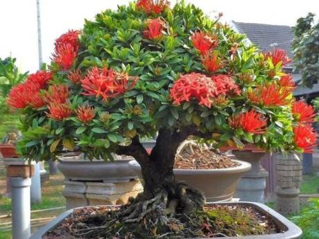 Cây dại từng không ai ngó tới nay thành bonsai bạc tỷ, Tết Nguyên đán bày một chậu trong nhà, lộc vào không kịp đếm