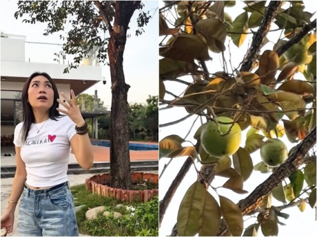 Mỹ Tâm review vú sữa trong biệt phủ, vui "xỉu lên xỉu xuống" vì cây ra trái đã đời sau 4 năm chờ đợi