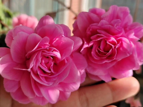 Loại hoa dại đẹp hơn hoa hồng, nở 240 ngày mỗi năm, hương thơm quyến rũ lại cực dễ chăm