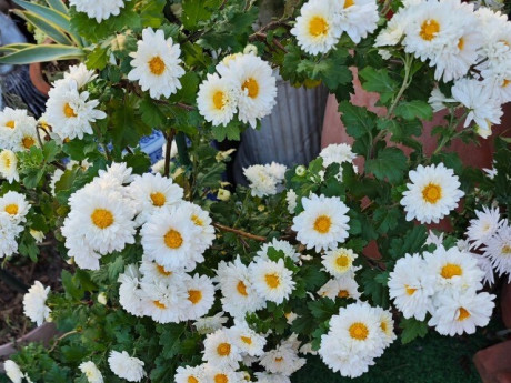 Nhà đẹp - Hoa “tài lộc” rất hợp không khí Tết Nguyên đán, đổi màu liên tục, không những thơm mà còn ăn được