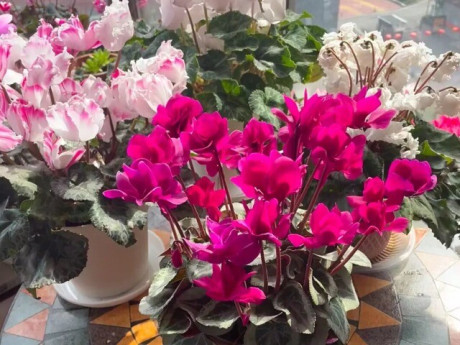 5 loài hoa “vượng khí” càng lạnh càng nở rộ rực rỡ, không cần chăm nhiều vẫn nở suốt 200 ngày mỗi năm