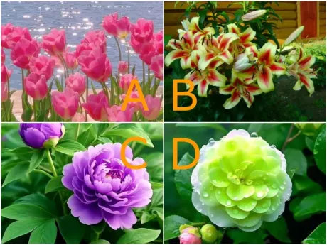 Trắc nghiệm: Bạn thích bông hoa nào nhất? Thử xem gu chọn người yêu của bạn tinh tế thế nào