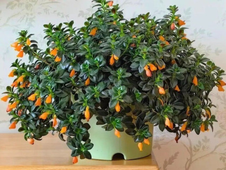 5 cây cảnh vàng, sinh ra đã mang tài lộc, càng trồng lâu càng giàu có, thu hút may mắn trong năm mới