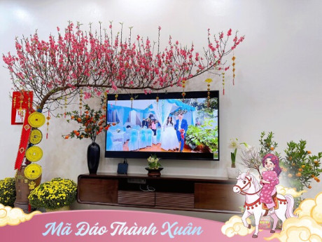 10 nhà thì 9 nhà đặt sai cây quất và cành đào, đây là cách người giàu thường đặt cây cảnh, chẳng trách ngày càng giàu