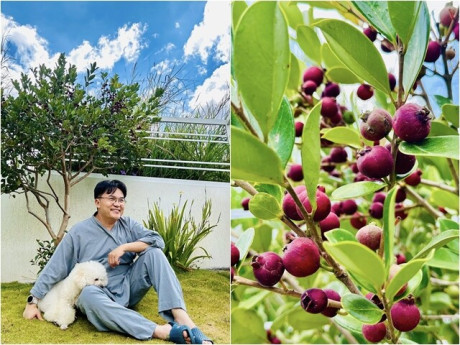 "MC giàu nhất Việt Nam" khoe đặc sản Đà Lạt trong cơ ngơi mới: Quả mọc từng chùm lạ mắt, sum suê trĩu cành