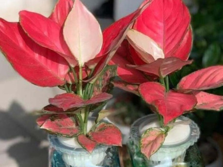 Những loại cây nên trồng đầu năm giúp không gian sống xanh mát, hợp phong thủy, gia chủ lại thêm tài lộc