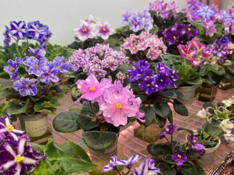 10 loài hoa rất hợp với người bận rộn, không cần chăm nhiều nhưng vẫn nở rộ từ mùa này sang mùa khác