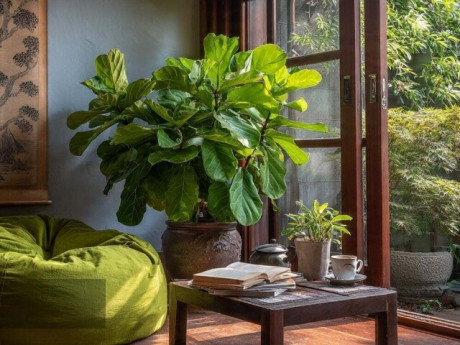 Người xưa dặn: 3 cây cảnh trồng trong nhà, phước lành đến từ 4 phương 8 hướng, hút tài chiêu lộc