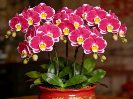 4 cây cảnh "hút tài lộc" được dân buôn săn lùng: Có loại như "kho vàng mini"