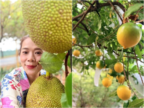 Nữ đại gia Vbiz thích làm nông dân: Khu đất mới đếm mỏi tay không hết cây trái, vườn tược rộng thênh thang