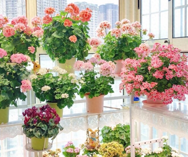 5 loại hoa dành cho người bận rộn, ít tốn công chăm sóc nhưng vẫn nở rực rỡ gần 365 ngày mỗi năm - 1