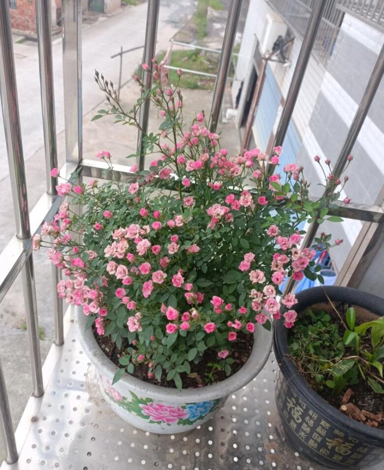 5 loại hoa dành cho người bận rộn, ít tốn công chăm sóc nhưng vẫn nở rực rỡ gần 365 ngày mỗi năm - 5