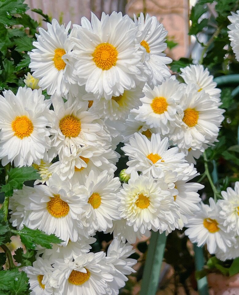 Hoa “tài lộc” rất hợp không khí Tết Nguyên đán, đổi màu liên tục, không những thơm mà còn ăn được - 2