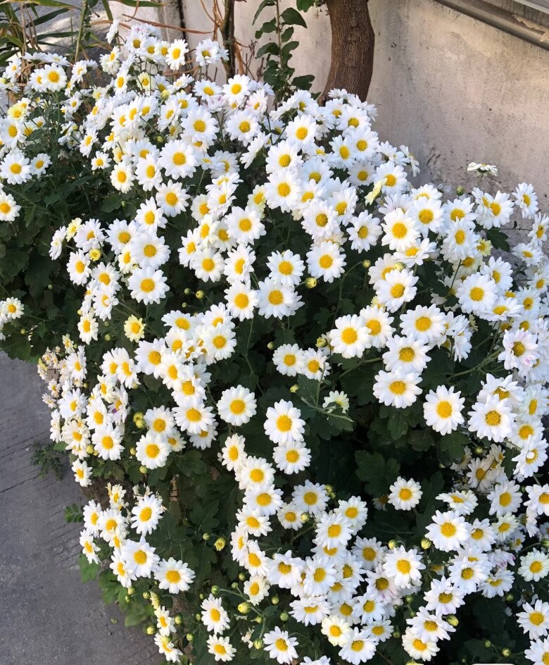 Hoa “tài lộc” rất hợp không khí Tết Nguyên đán, đổi màu liên tục, không những thơm mà còn ăn được - 7