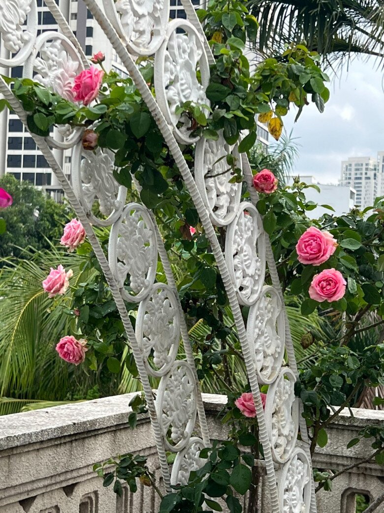 Khu vườn trĩu trịt hoa trái trên ban công biệt thự của Hoa hậu Giáng My: Bưởi chanh lúc lỉu, rau ăn không kịp - 12