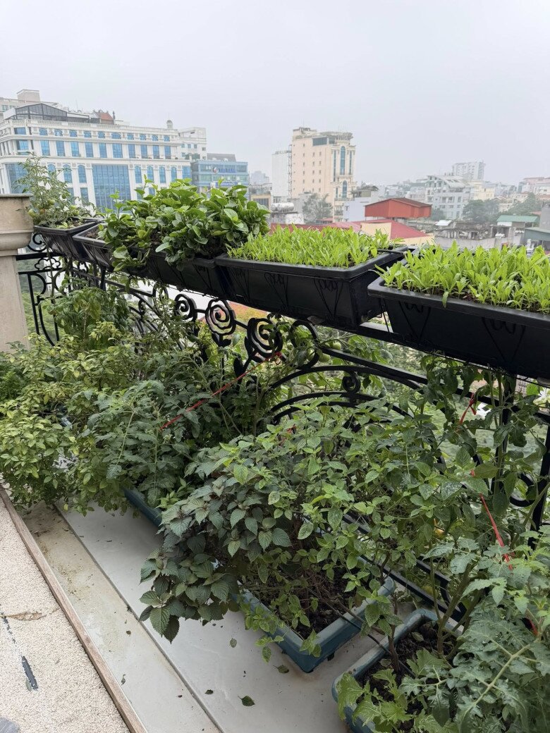 Bên cạnh đó, gia đình cô còn trồng rau sạch, rau thơm như rau cải, húng quế, tía tô, ớt... Nữ hoàng ảnh lịch cho biết: Rau xanh ăn không kịp vì nhà ít người.