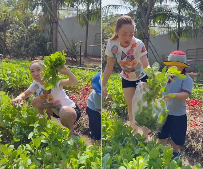 Trong chuyến thăm vườn lần này, gia đình đã thu hoạch được lượng lớn nông sản hữu cơ bao gồm: Rau cải, củ cải trắng, rau muống, rau dền, mồng tơi, dưa leo...