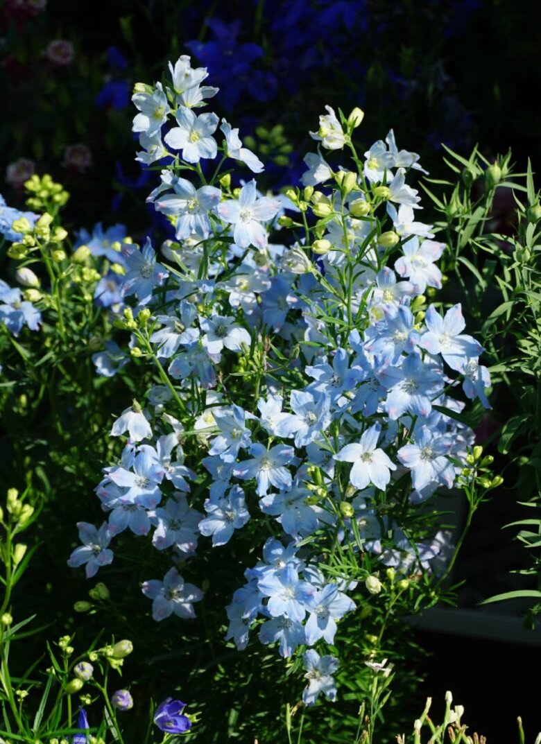 Loại cỏ dại ven đường nay vào chậu thành amp;#34;con cưngamp;#34; của giới cây cảnh, màu xanh đẹp đến nao lòng, nở 3 mùa mỗi năm - 2