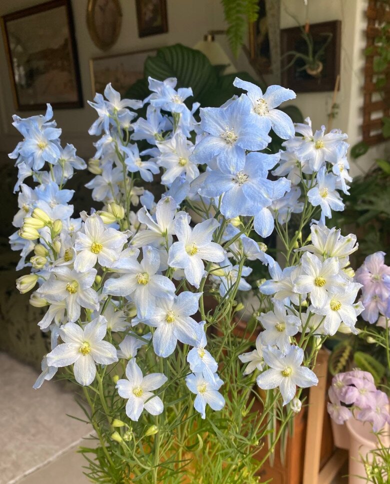 Loại cỏ dại ven đường nay vào chậu thành amp;#34;con cưngamp;#34; của giới cây cảnh, màu xanh đẹp đến nao lòng, nở 3 mùa mỗi năm - 1