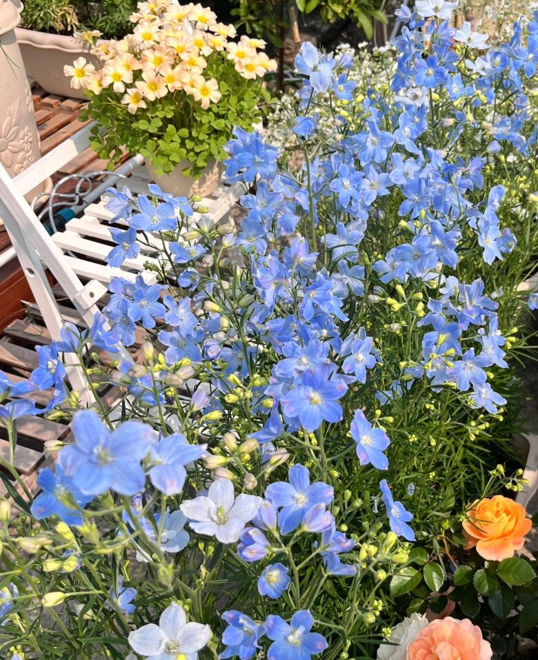 Loại cỏ dại ven đường nay vào chậu thành amp;#34;con cưngamp;#34; của giới cây cảnh, màu xanh đẹp đến nao lòng, nở 3 mùa mỗi năm - 3