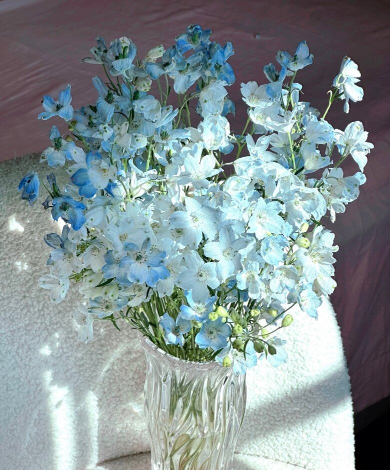 Loại cỏ dại ven đường nay vào chậu thành amp;#34;con cưngamp;#34; của giới cây cảnh, màu xanh đẹp đến nao lòng, nở 3 mùa mỗi năm - 4