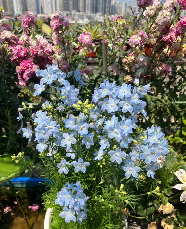 Loại cỏ dại ven đường nay vào chậu thành amp;#34;con cưngamp;#34; của giới cây cảnh, màu xanh đẹp đến nao lòng, nở 3 mùa mỗi năm - 7