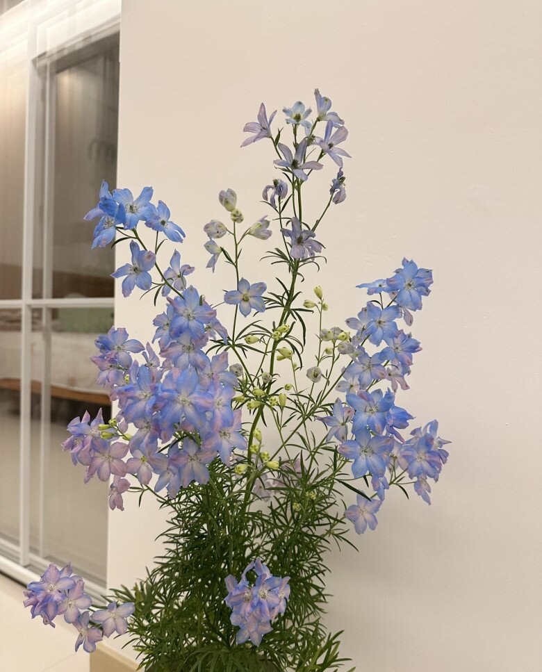 Loại cỏ dại ven đường nay vào chậu thành amp;#34;con cưngamp;#34; của giới cây cảnh, màu xanh đẹp đến nao lòng, nở 3 mùa mỗi năm - 5