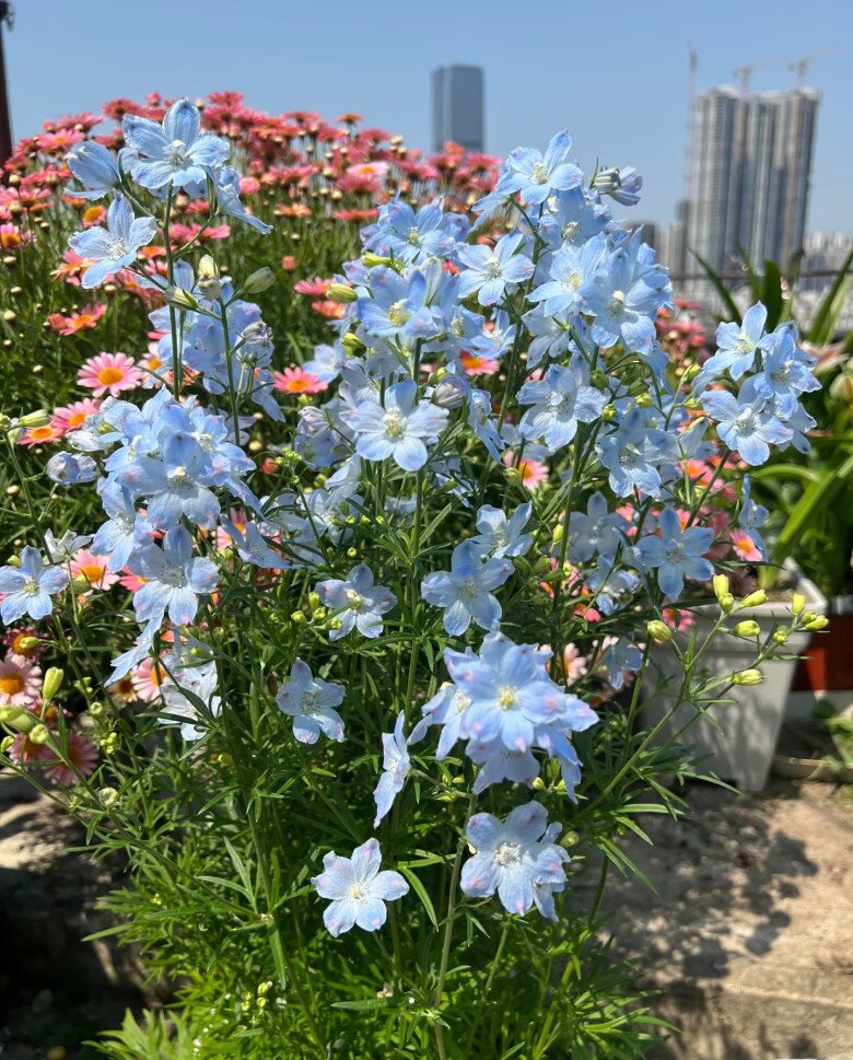 Loại cỏ dại ven đường nay vào chậu thành amp;#34;con cưngamp;#34; của giới cây cảnh, màu xanh đẹp đến nao lòng, nở 3 mùa mỗi năm - 6