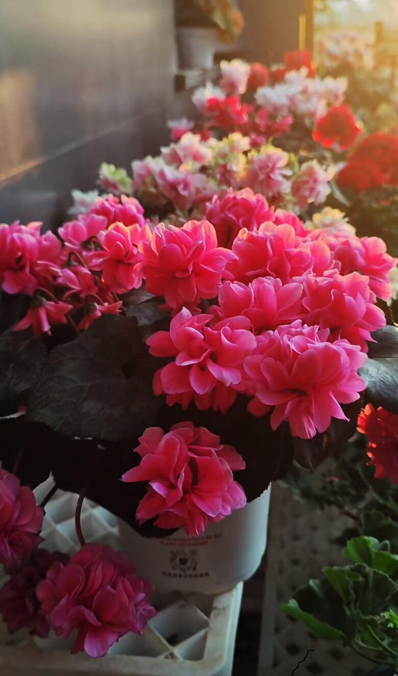 Loại hoa dại đẹp hơn hoa hồng, nở 240 ngày mỗi năm, hương thơm quyến rũ lại cực dễ chăm - 5