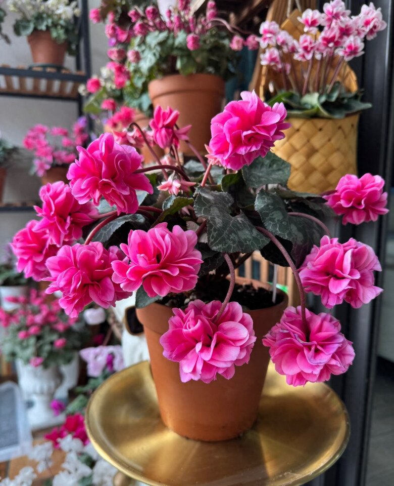 Loại hoa dại đẹp hơn hoa hồng, nở 240 ngày mỗi năm, hương thơm quyến rũ lại cực dễ chăm - 6