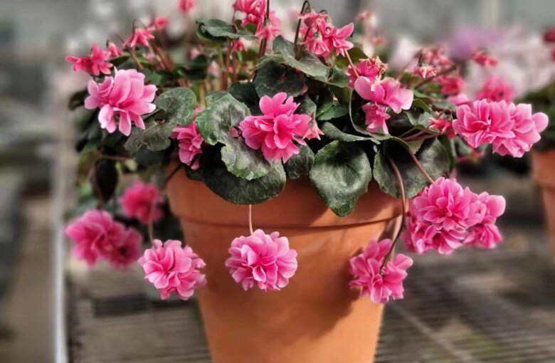 Loại hoa dại đẹp hơn hoa hồng, nở 240 ngày mỗi năm, hương thơm quyến rũ lại cực dễ chăm - 7