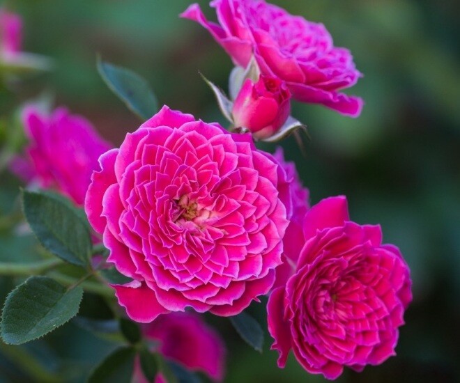 Loài hoa đẹp hơn mẫu đơn, thơm hơn hoa nhài, nở 200 ngày mỗi năm, trồng trong nhà gia đình không giàu cũng phú quý - 1