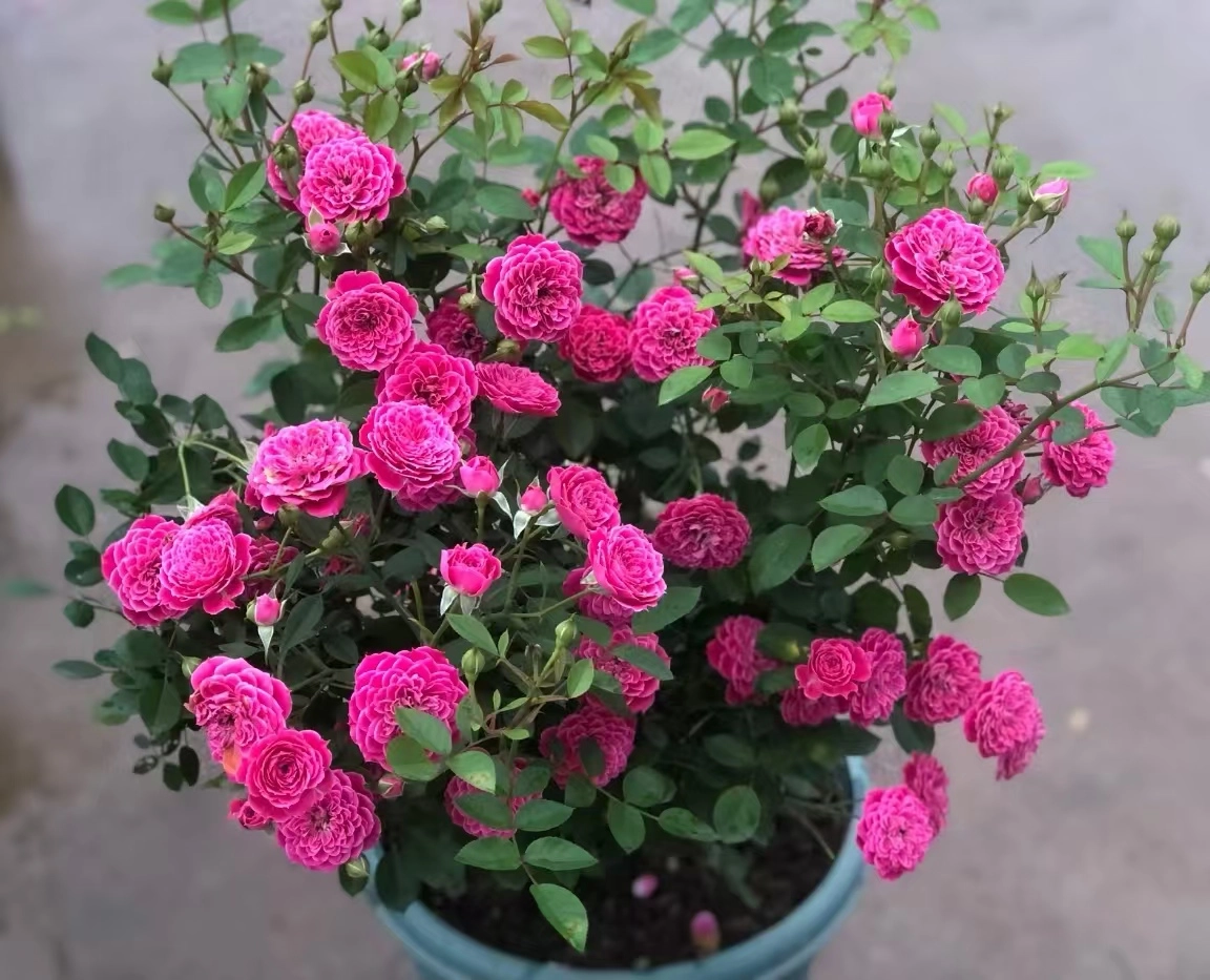 Loài hoa đẹp hơn mẫu đơn, thơm hơn hoa nhài, nở 200 ngày mỗi năm, trồng trong nhà gia đình không giàu cũng phú quý - 5