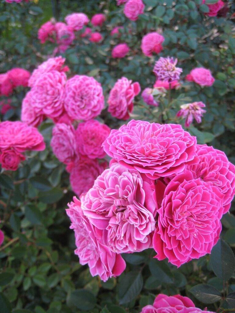 Loài hoa đẹp hơn mẫu đơn, thơm hơn hoa nhài, nở 200 ngày mỗi năm, trồng trong nhà gia đình không giàu cũng phú quý - 4