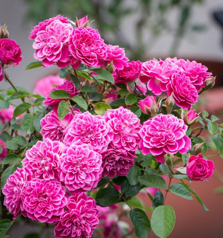 Loài hoa đẹp hơn mẫu đơn, thơm hơn hoa nhài, nở 200 ngày mỗi năm, trồng trong nhà gia đình không giàu cũng phú quý - 6