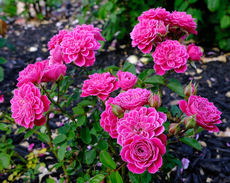 Loài hoa đẹp hơn mẫu đơn, thơm hơn hoa nhài, nở 200 ngày mỗi năm, trồng trong nhà gia đình không giàu cũng phú quý - 2