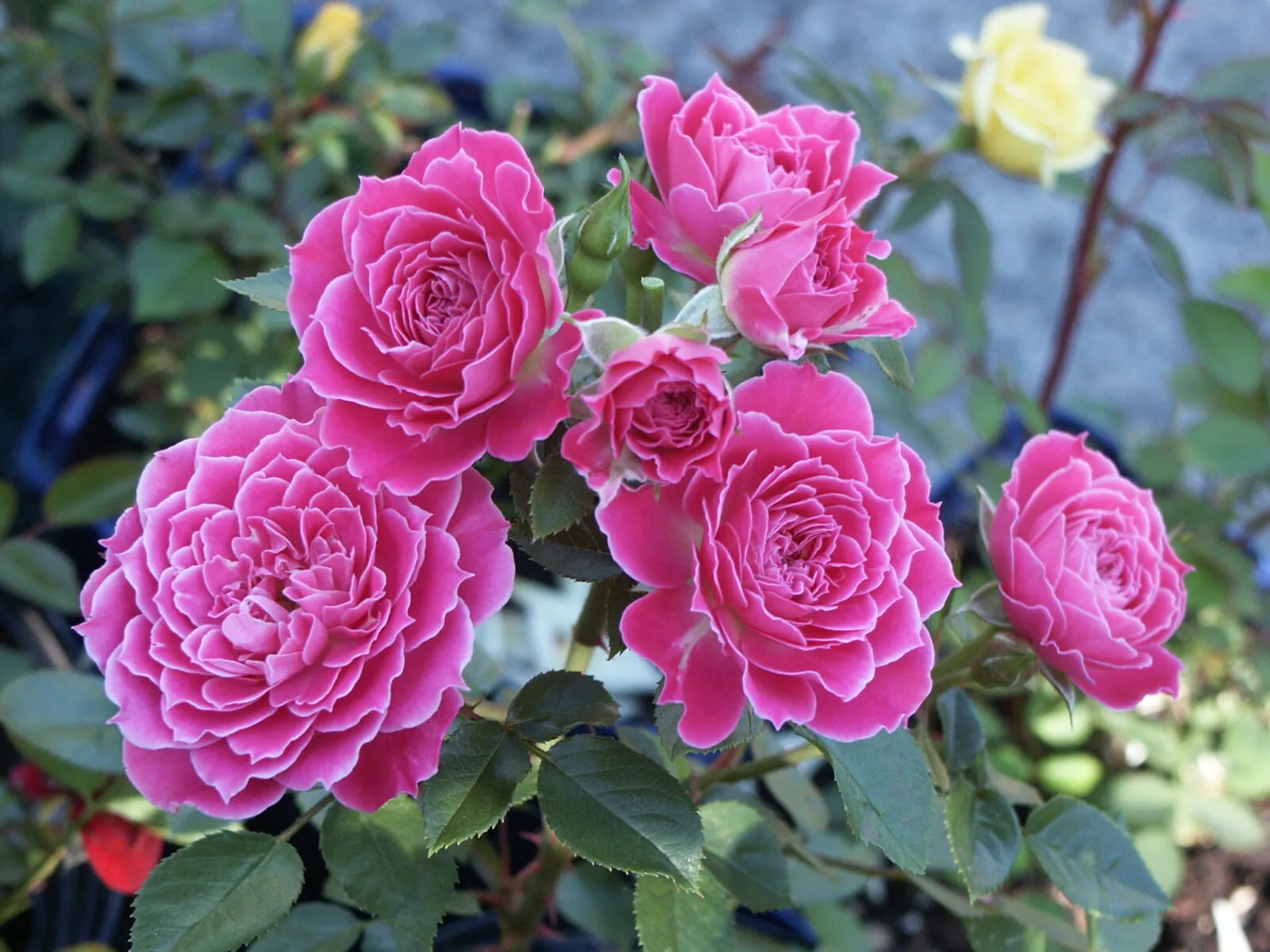 Loài hoa đẹp hơn mẫu đơn, thơm hơn hoa nhài, nở 200 ngày mỗi năm, trồng trong nhà gia đình không giàu cũng phú quý - 3