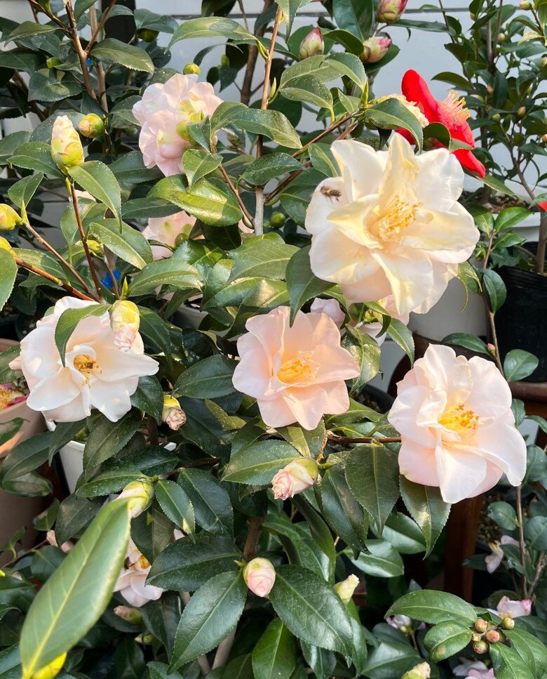 Loài hoa đẹp như tiên nữ, thơm như nước hoa, Tết Nguyên đán chưng một chậu, nhà sang hẳn, năm mới sung túc - 4