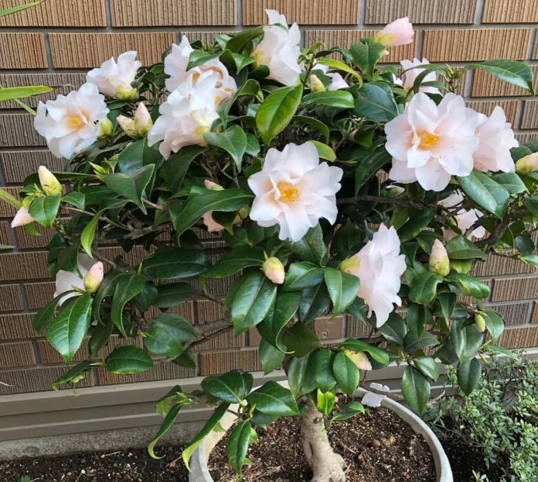 Loài hoa đẹp như tiên nữ, thơm như nước hoa, Tết Nguyên đán chưng một chậu, nhà sang hẳn, năm mới sung túc - 2