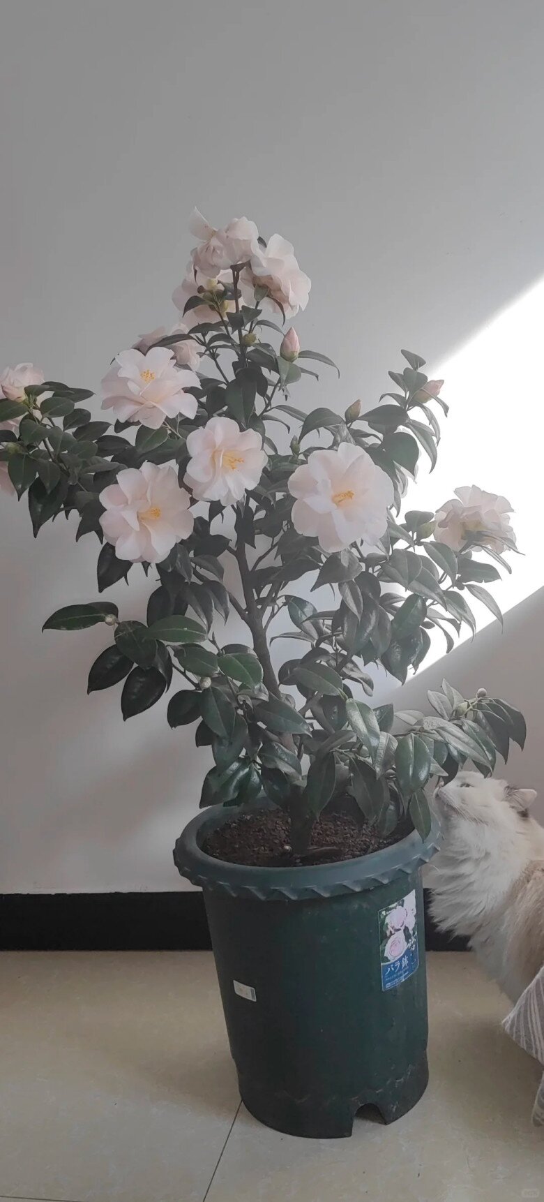 Loài hoa đẹp như tiên nữ, thơm như nước hoa, Tết Nguyên đán chưng một chậu, nhà sang hẳn, năm mới sung túc - 8