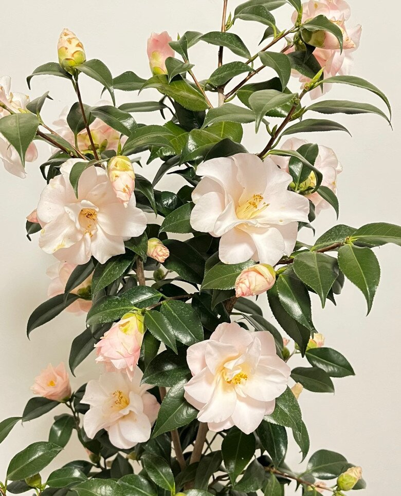 Loài hoa đẹp như tiên nữ, thơm như nước hoa, Tết Nguyên đán chưng một chậu, nhà sang hẳn, năm mới sung túc - 5