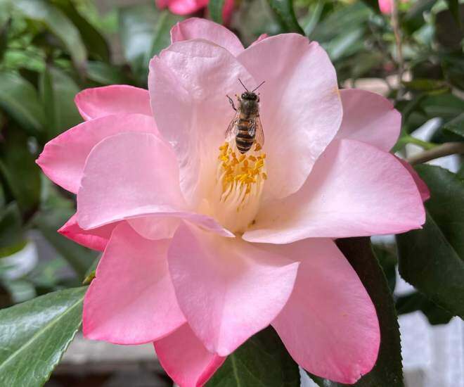 Loài hoa đẹp như tiên nữ, thơm như nước hoa, Tết Nguyên đán chưng một chậu, nhà sang hẳn, năm mới sung túc - 1