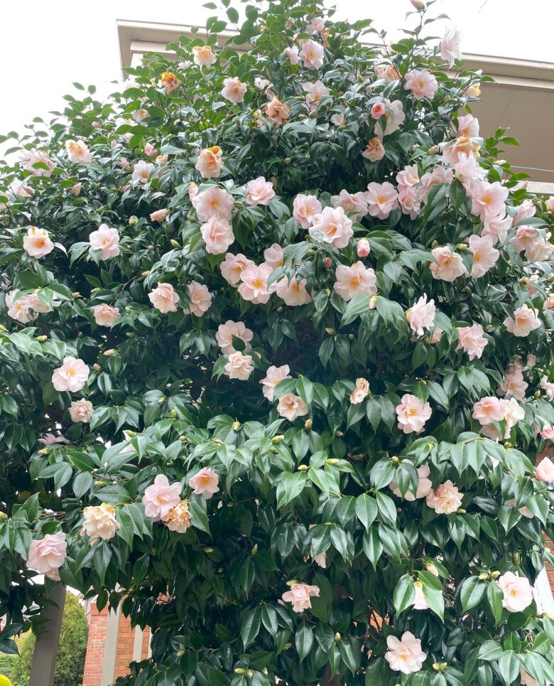 Loài hoa đẹp như tiên nữ, thơm như nước hoa, Tết Nguyên đán chưng một chậu, nhà sang hẳn, năm mới sung túc - 7